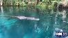 L'alligator Nage Vers La Femme Tente De Piquer Le Paddleboard Au Central Florida Park